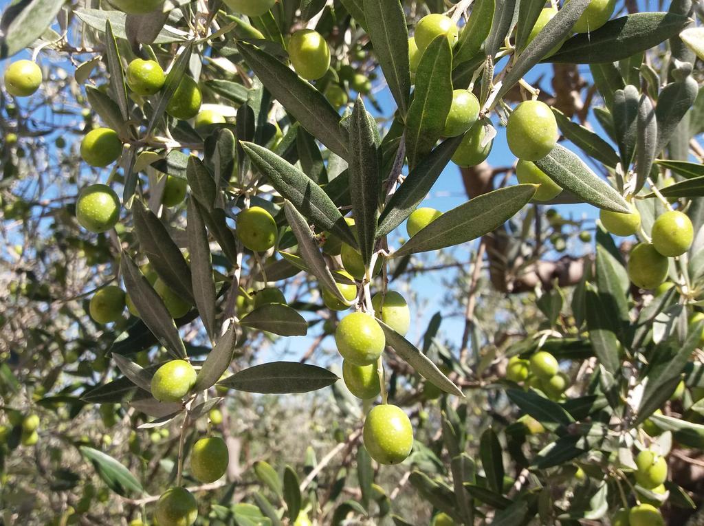 Tenuta Colverano มอนเตฟัลโก ภายนอก รูปภาพ