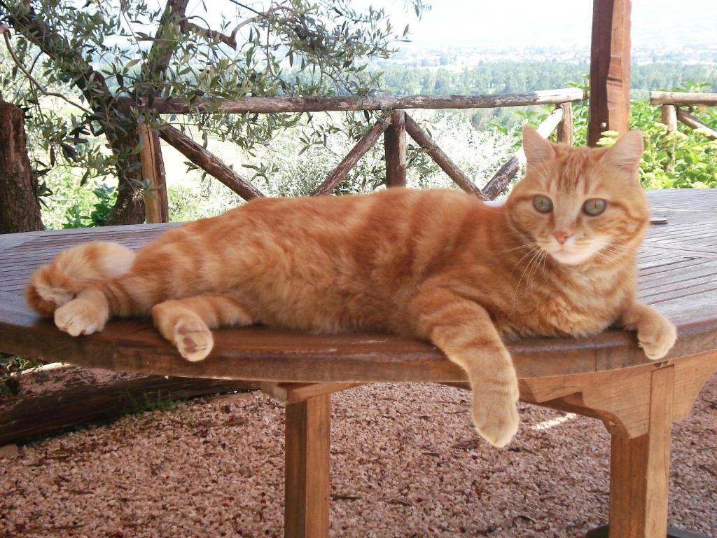 Tenuta Colverano มอนเตฟัลโก ภายนอก รูปภาพ