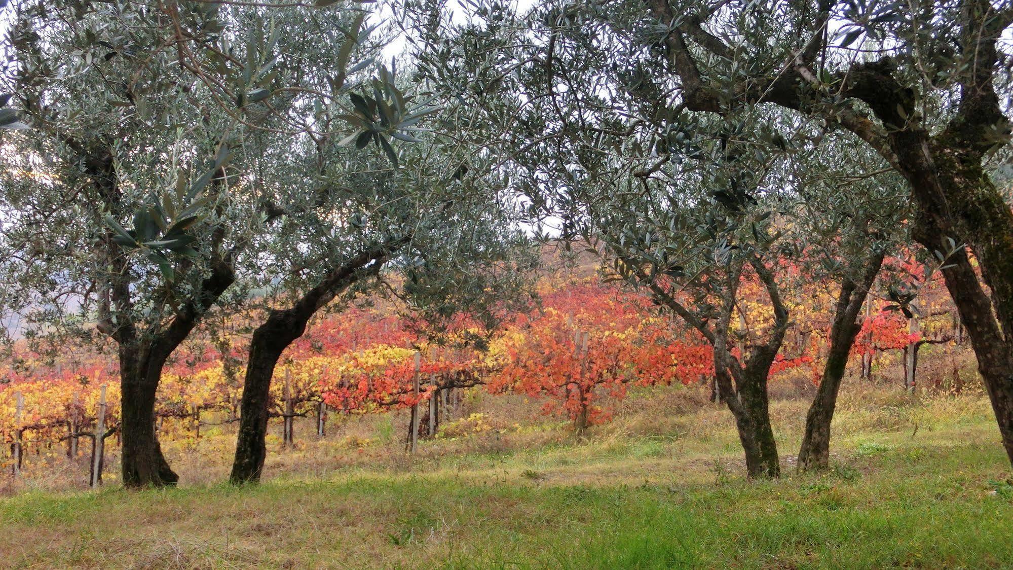 Tenuta Colverano มอนเตฟัลโก ภายนอก รูปภาพ