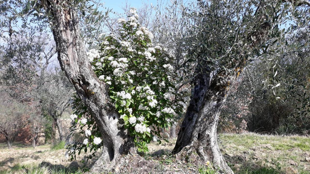 Tenuta Colverano มอนเตฟัลโก ภายนอก รูปภาพ